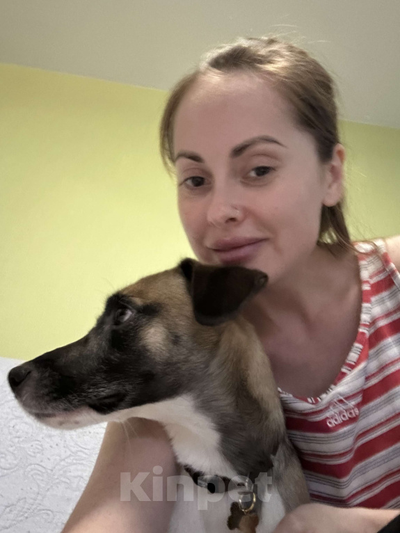 Собаки в Балашихе: Ищу самых добрых и заботливых родителей для мальчика Мальчик, Бесплатно - фото 3