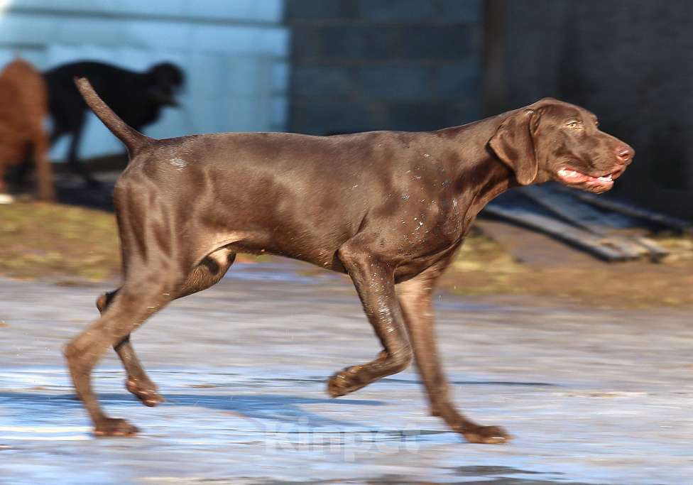 Собаки в других городах Московской области: Щенок  курцхаар Мальчик, 150 000 руб. - фото 2