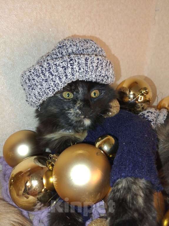 Кошки в Тамбове: Замечательная Марго Девочка, Бесплатно - фото 4