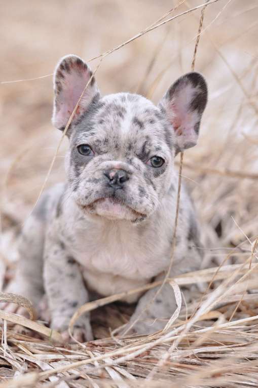 Собаки в Москве: Девочки француженки Девочка, 40 000 руб. - фото 3