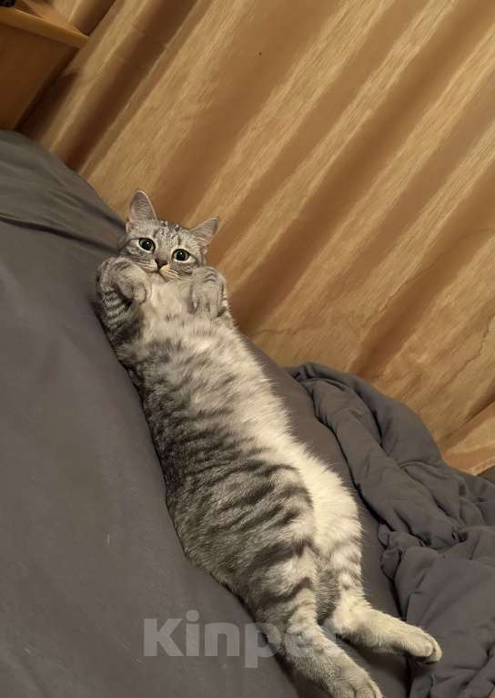 Кошки в Москве: Отдам Вафлю в добрые руки Девочка, Бесплатно - фото 2