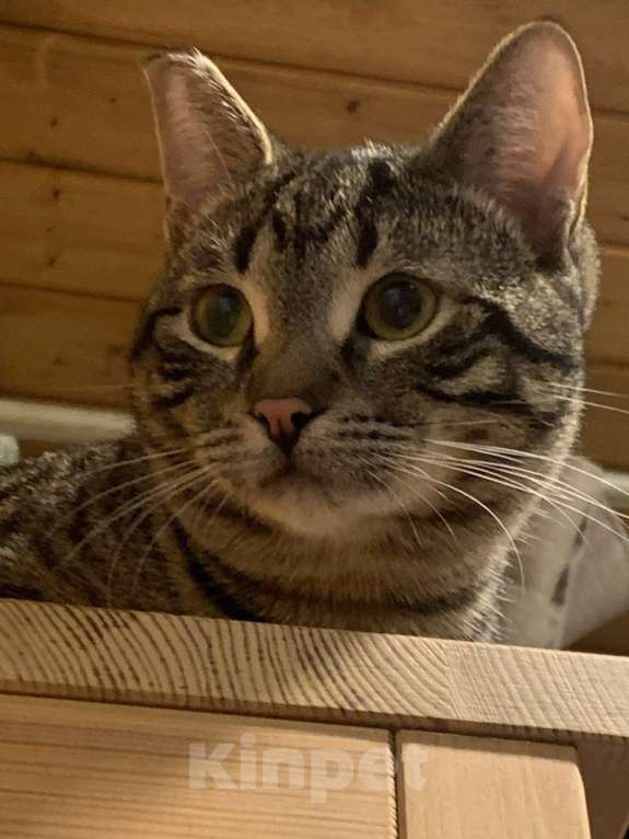 Кошки в Москве: юный котик Дениска ищет дом Мальчик, Бесплатно - фото 3