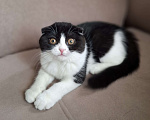 Кошки в Ярославле: Шотландская вислоухая короткошёрстная девочка  Девочка, 25 000 руб. - фото 3