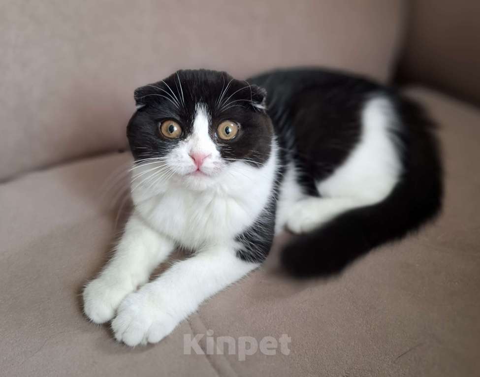 Кошки в Ярославле: Шотландская вислоухая короткошёрстная девочка  Девочка, 25 000 руб. - фото 3