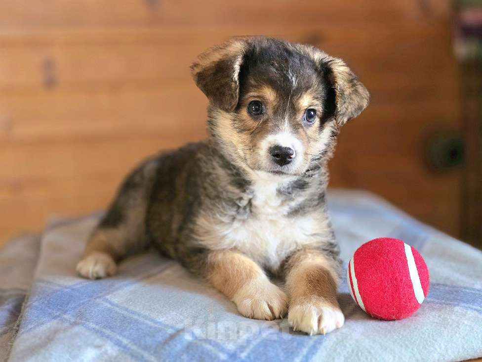 Собаки в Новосибирске: Щенок отчаянно ищет свой дом в Новосибирске Мальчик, Бесплатно - фото 1