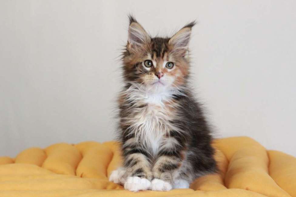 Кошки в Екатеринбурге: У всех хорошие, а у нас - лучшие! Alika Девочка, 25 000 руб. - фото 7