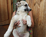 Собаки в Москве: Отдам щенка в хорошие руки., Бесплатно - фото 3