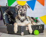 Собаки в Москве: Метис миттельшнауцера — щенок Дагмара в дар Девочка, Бесплатно - фото 2