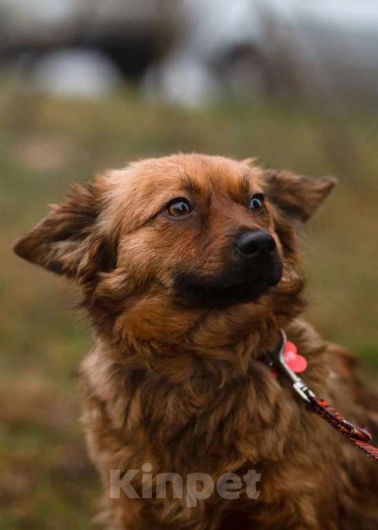 Собаки в Санкт-Петербурге: Маленькая рыжая собачка 8 кг ищет дом Девочка, Бесплатно - фото 10