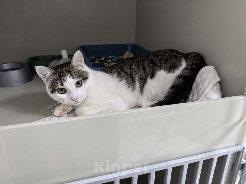 Кошки в Москве: Лапка. Лапочка. Лапушка. Девочка, Бесплатно - фото 8