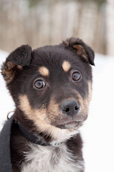 Щенок с красивым именем Марсель ищет дом