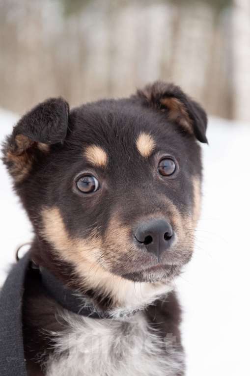 Собаки в Ногинске: Щенок с красивым именем Марсель ищет дом Мальчик, Бесплатно - фото 1