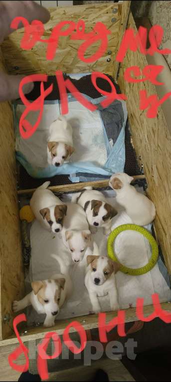 Собаки в Липецке: Порода:  джек-рассел-терьер Девочка, Бесплатно - фото 8