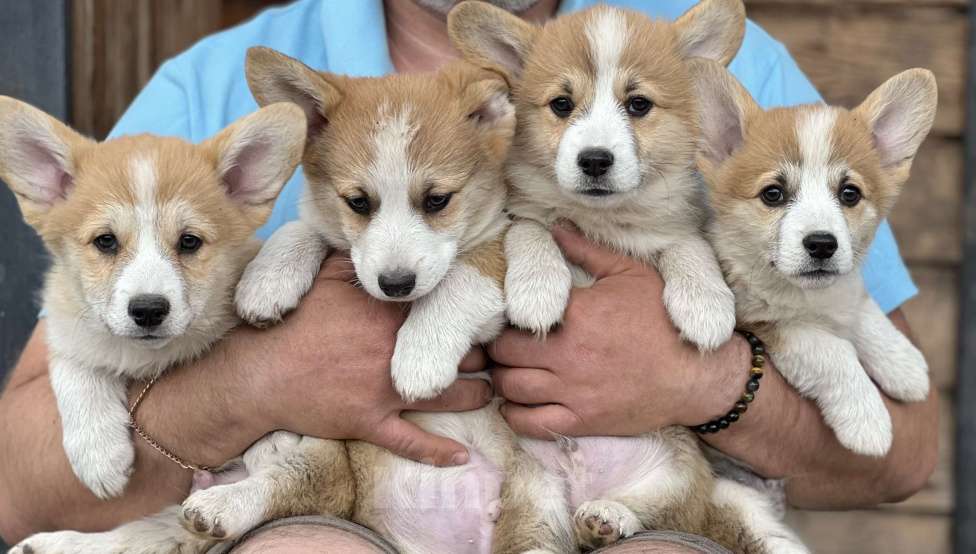 Собаки в Новосибирске: Щенки корги, доставка Мальчик, 60 000 руб. - фото 7