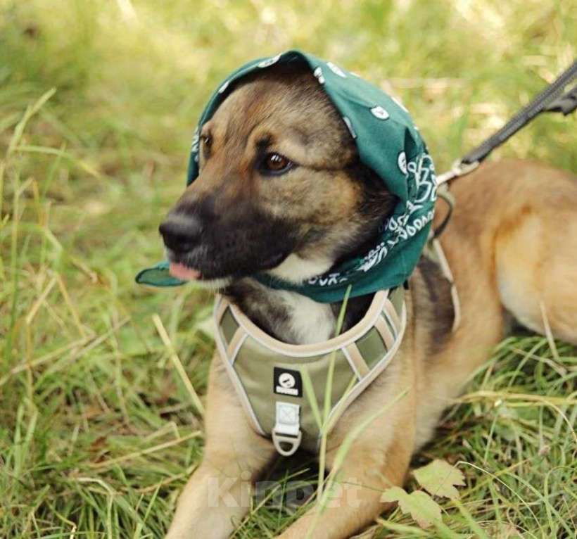 Собаки в Москве: Ищет дом Рыжик Мальчик, Бесплатно - фото 7