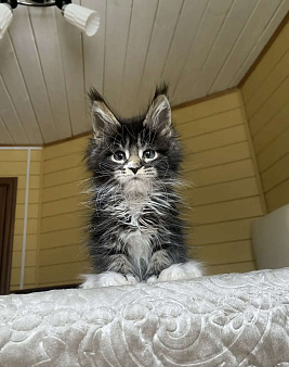 Мейн-кун полидакт девчушка 🔥