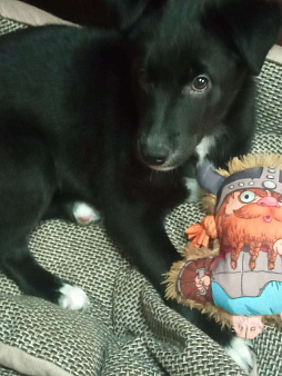 Чёрно-белый метис лабрадора