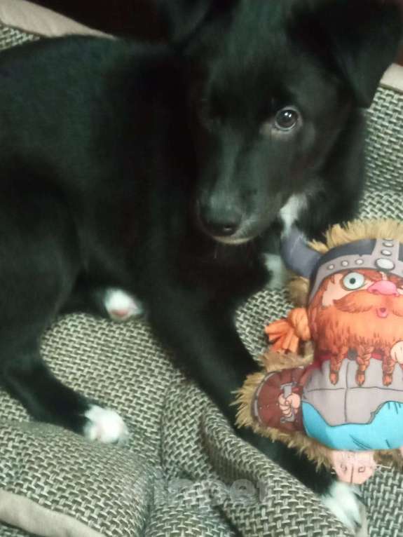 Собаки в Москве: Чёрно-белый метис лабрадора Девочка, Бесплатно - фото 1