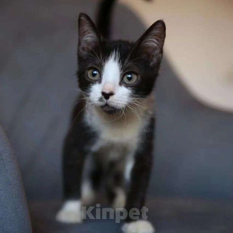 Кошки в Москве: Маленькая Дрим Девочка, Бесплатно - фото 2