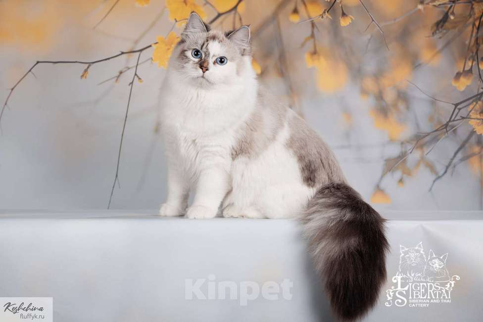 Кошки в Москве: невский маскарадный котенок Девочка, 55 000 руб. - фото 2