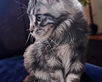 Кошки в Москве: Мейн Кун котята Мальчик, 35 000 руб. - фото 2