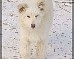 Собаки в Кемерово: Щенок в добрые руки Девочка, 100 руб. - фото 2