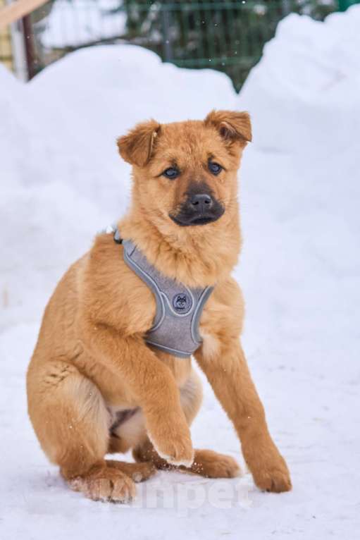 Собаки в Москве: щенок Есения ждет семью в приюте Девочка, Бесплатно - фото 2