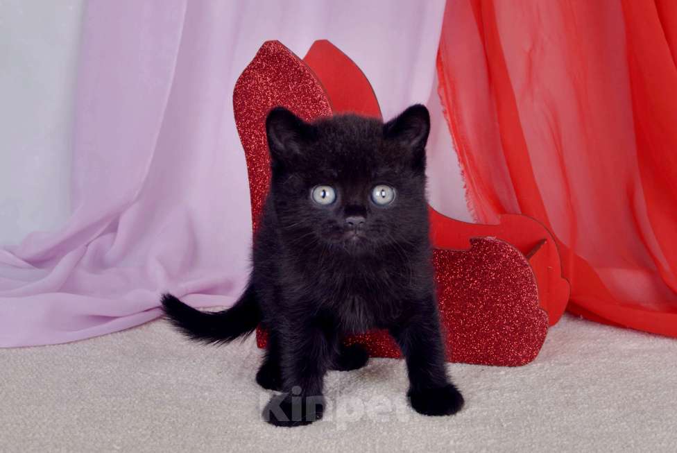 Кошки в Санкт-Петербурге: Черный британский котик-бегемотик Мальчик, 55 000 руб. - фото 4