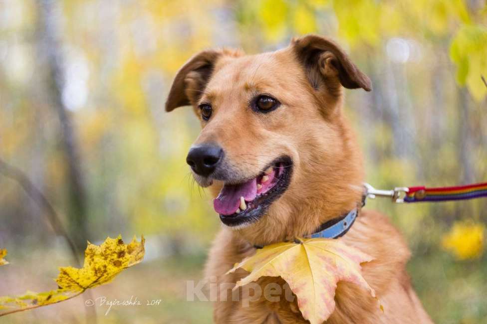 Собаки в Москве: Рипли Девочка, Бесплатно - фото 2