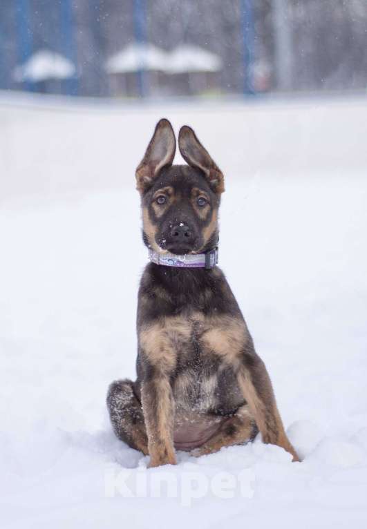 Собаки в Москве: Самая милая девочка в добрые ручки!! Девочка, Бесплатно - фото 4