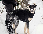 Собаки в Сергиеве Посаде: Эби ищет дом  Девочка, Бесплатно - фото 2