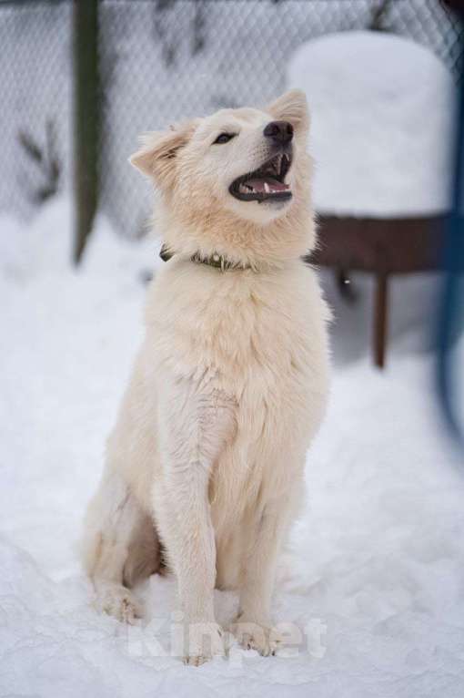 Собаки в Красногорске: Белое облачко Кнопа 11 месяцев ищет дом Девочка, Бесплатно - фото 4