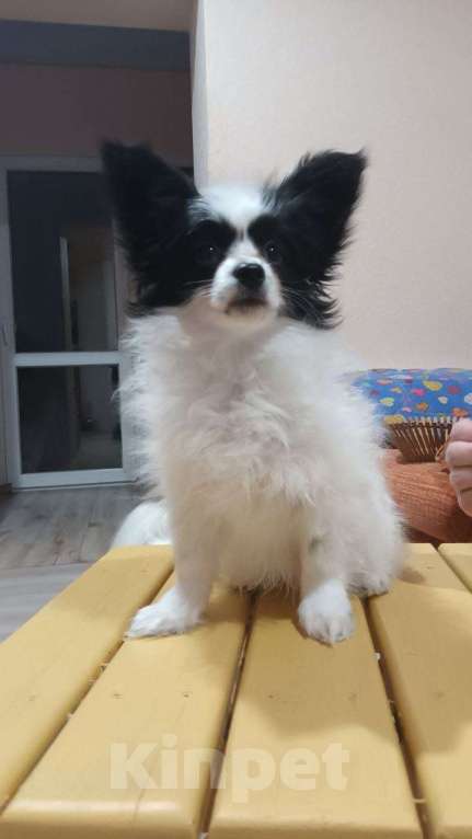 Собаки в Москве: Щенок папийона Мальчик, 80 000 руб. - фото 3