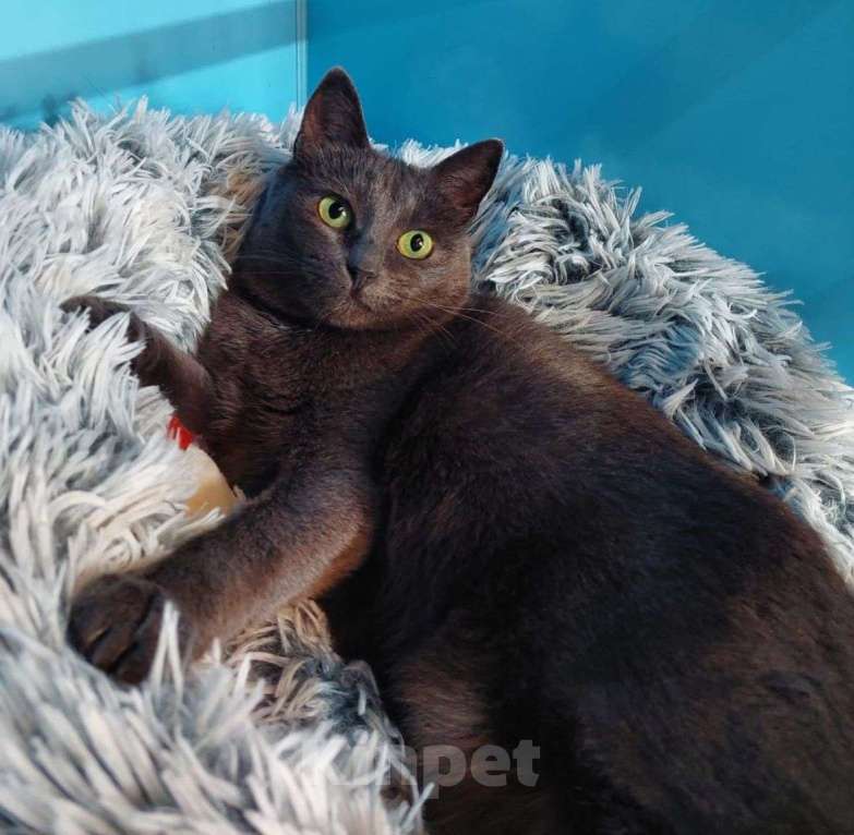 Кошки в Москве: Больше полугода Крышка живет в четырех стенах бокса.. Девочка, Бесплатно - фото 2