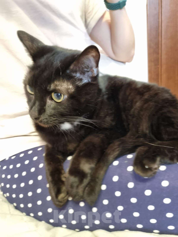 Кошки в Москве: Багир/Батыр Мальчик, Бесплатно - фото 4