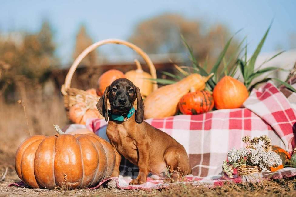 Собаки в Москве: Щенки Баварской горной гончей Мальчик, 75 000 руб. - фото 2