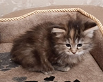 Кошки в Волгограде: Продажа котят  Девочка, 20 000 руб. - фото 4