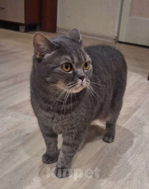 Кошки в Братске: кошку в добрые руки  Девочка, Бесплатно - фото 2