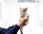 Кошки в Протвино: Котята ищут дом Разнополые, Бесплатно - фото 2