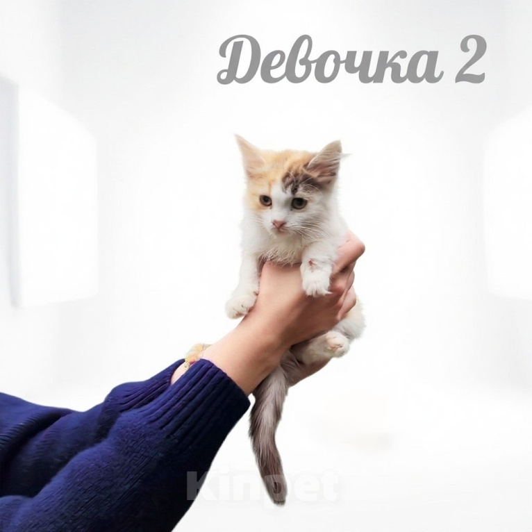 Кошки в Протвино: Котята ищут дом Разнополые, Бесплатно - фото 2