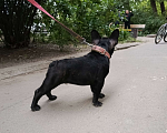 Собаки в Новочеркасске: Продаю французский Бульдог  Мальчик, Бесплатно - фото 1