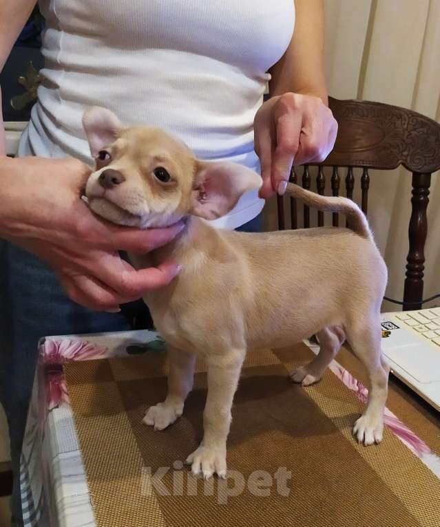 Собаки в Москве: Лиловый гш мальчуган крупный  Мальчик, 45 000 руб. - фото 7