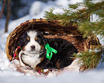 Собаки в Волоколамске: Бернский Зенненхунд, питомник РКФ. Мальчик, Бесплатно - фото 9