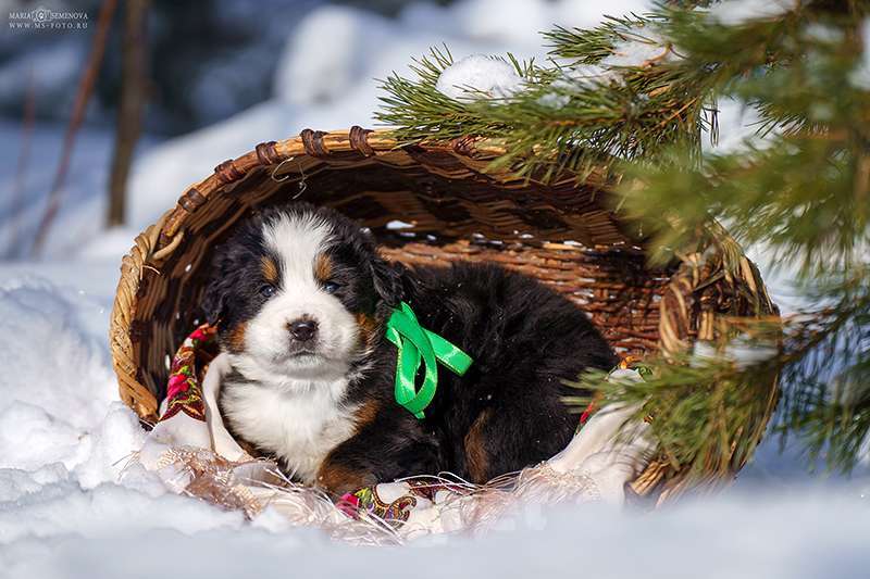 Собаки в Волоколамске: Бернский Зенненхунд, питомник РКФ. Мальчик, Бесплатно - фото 9
