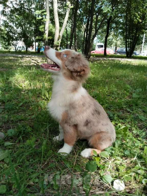 Собаки в Санкт-Петербурге: щенок миниатюрной американской овчарки (мини аусси) Девочка, 120 000 руб. - фото 3