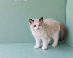 Кошки в Пензе: Котёнок породы Рэгдолл - Brain Мальчик, 65 000 руб. - фото 2