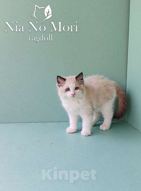 Кошки в Пензе: Котёнок породы Рэгдолл - Brain Мальчик, 65 000 руб. - фото 2