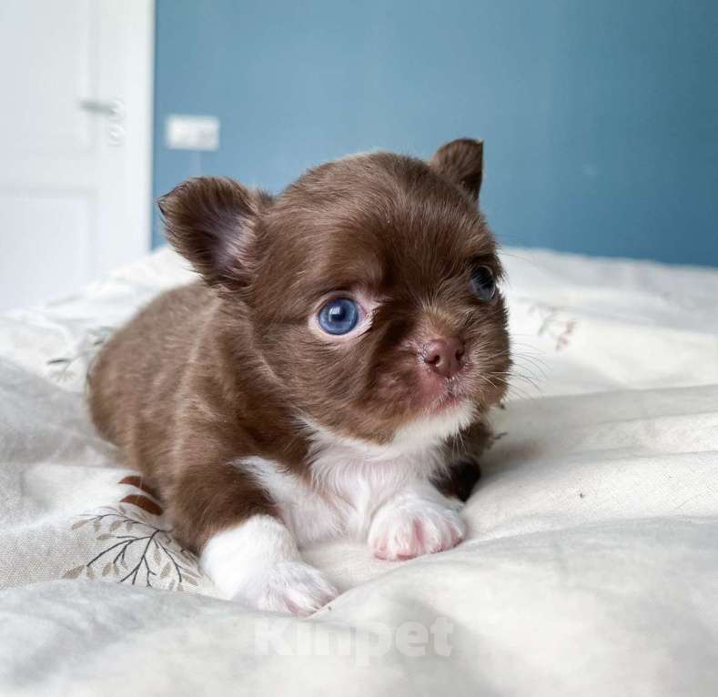 Собаки в Москве: Шоколадная девочка  Девочка, 65 000 руб. - фото 2