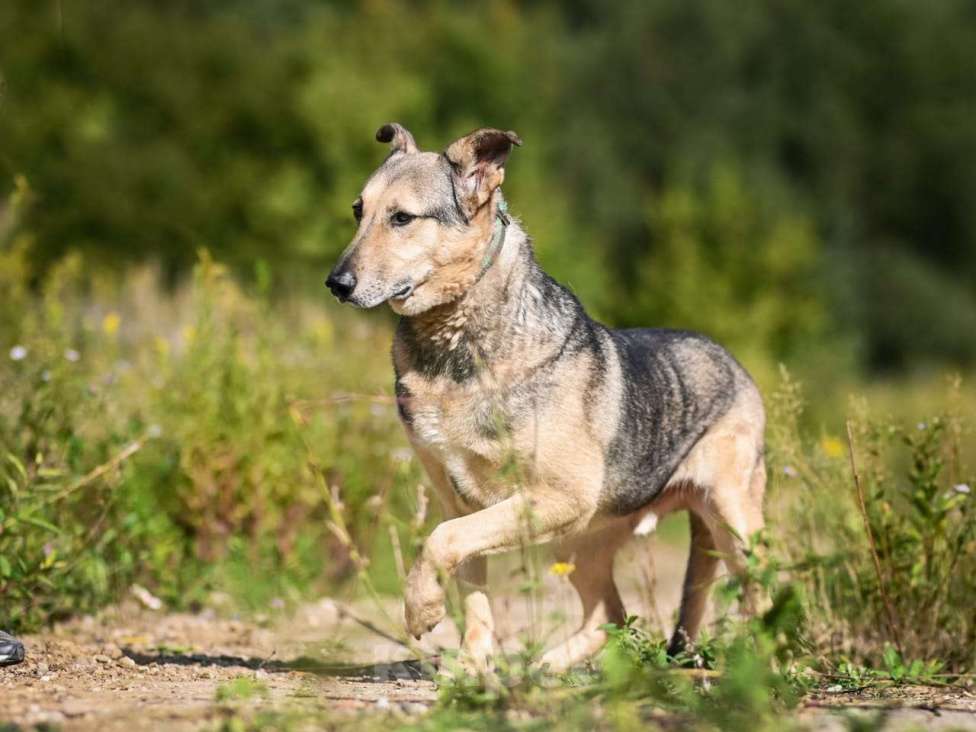 Собаки в Химках: Лосик в добрые руки Мальчик, Бесплатно - фото 2