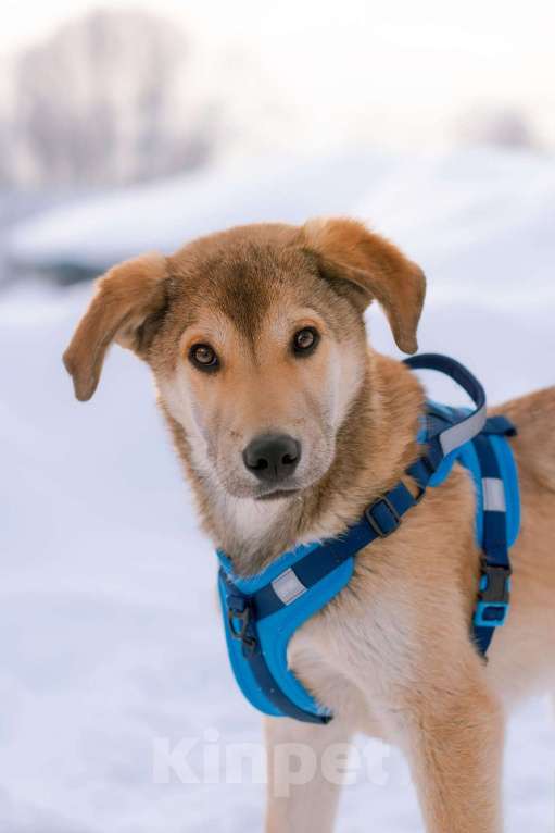 Собаки в Москве: Рыжий спокойный щенок Кавказ в добрые руки Мальчик, Бесплатно - фото 1
